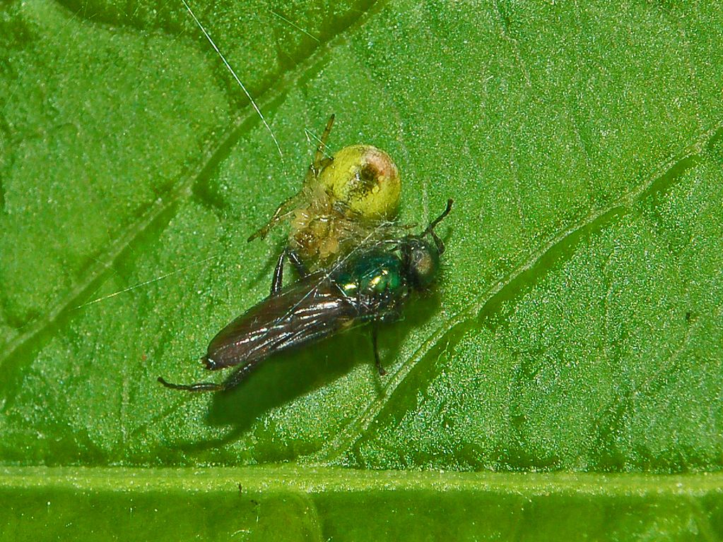 Araniella cucurbitina